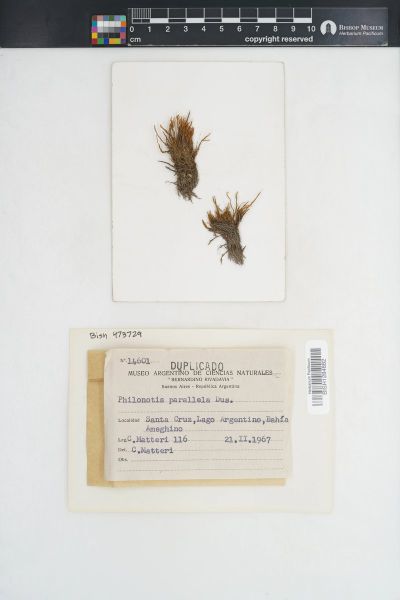 Philonotis polymorpha