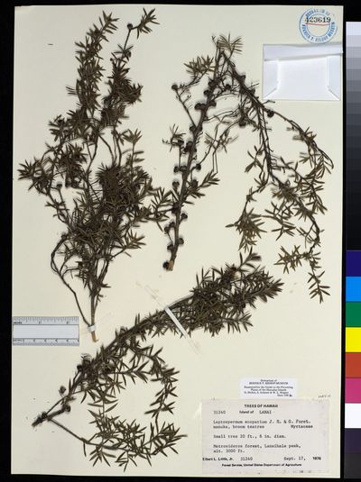 Leptospermum scoparium