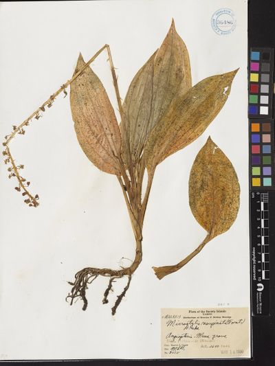 Microstylis