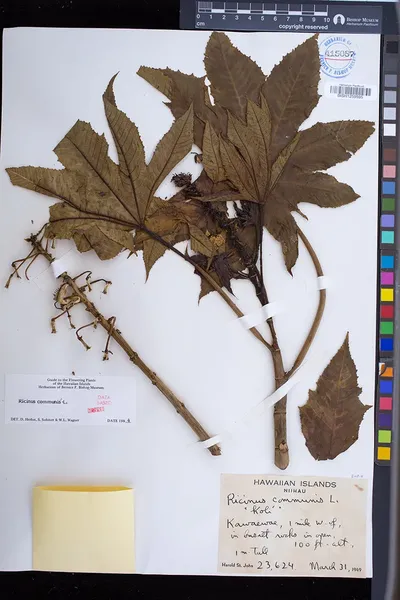 Ricinus communis