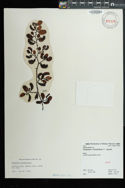 Sargassum cristaefolium