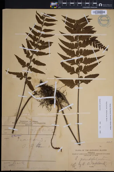 Asplenium lobulatum