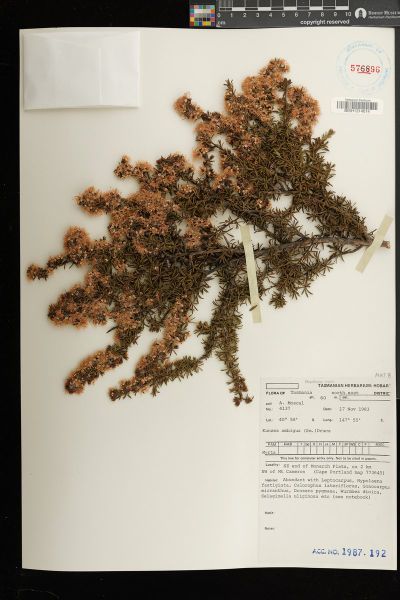Kunzea ambigua