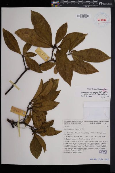 Barringtonia acutangula