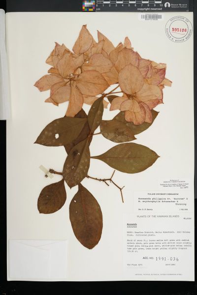 Rubiaceae