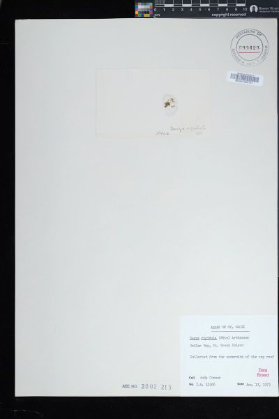 Dasya rigidula