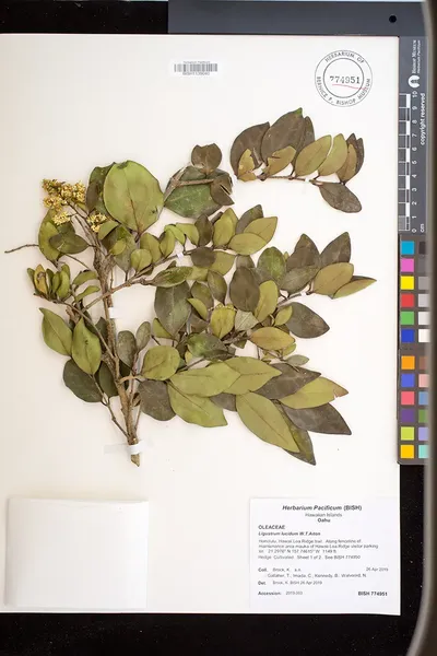 Ligustrum lucidum