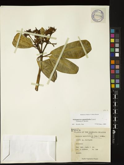 Ochrosia oppositifolia