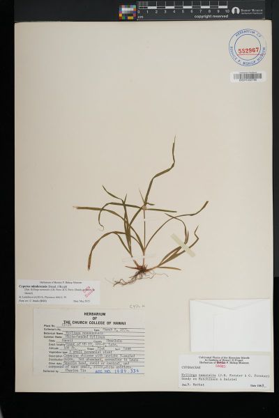 Cyperus mindorensis