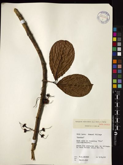Syzygium malaccense