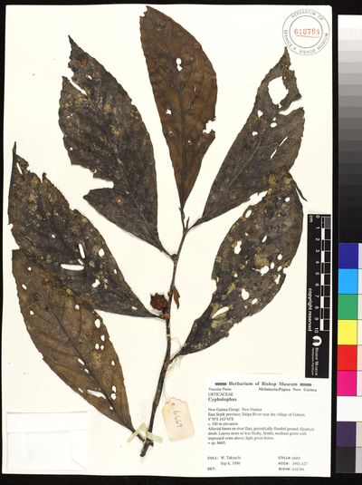 Elattostachys verrucosa