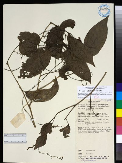 Hanslia ormocarpoides