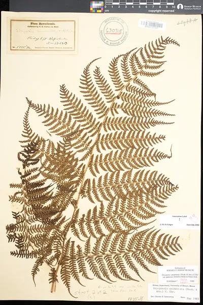 Dryopteris unidentata