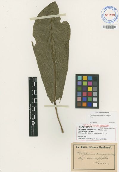 Melicope spathulata