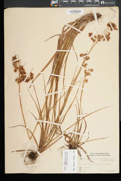 Luzula hawaiiensis