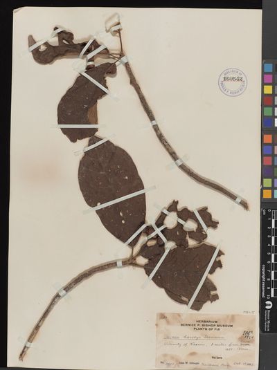 Vavaea amicorum
