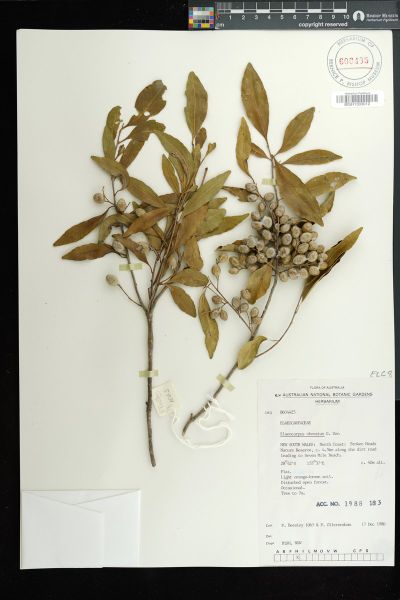 Elaeocarpus obovatus