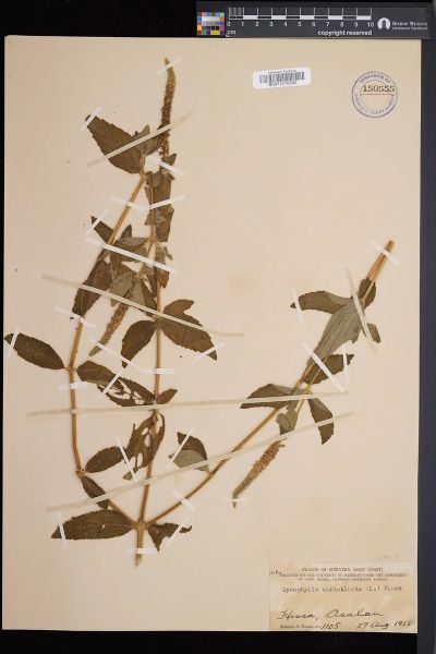 Pogostemon auricularius