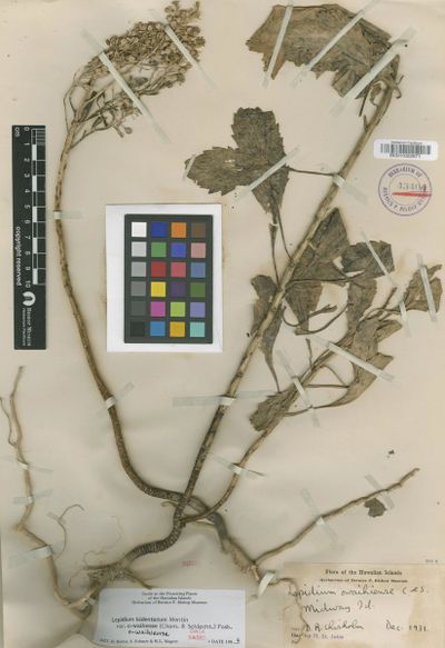 Lepidium owaihiense
