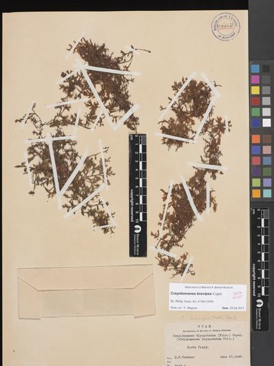 Crepidomanes brevipes