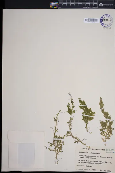Selaginella limbata