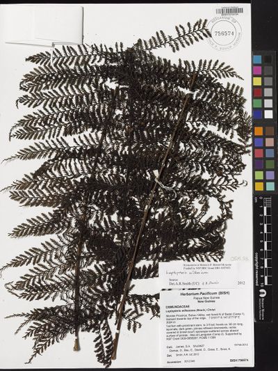 Leptopteris alpina