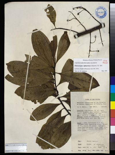 Elaeocarpus angustifolius