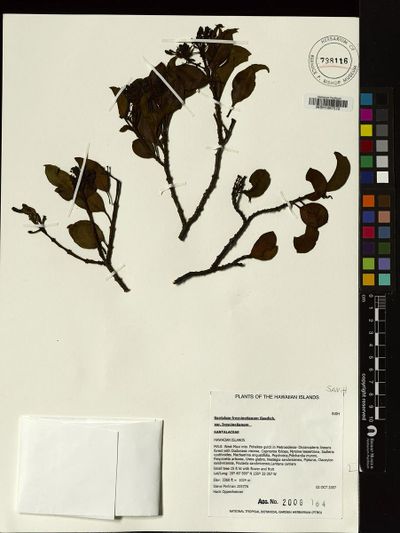Santalum freycinetianum