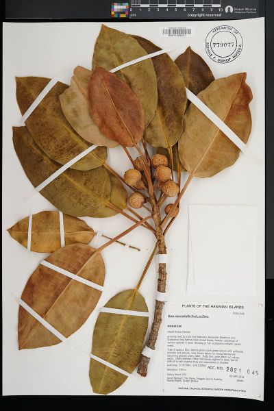 Ficus macrophylla