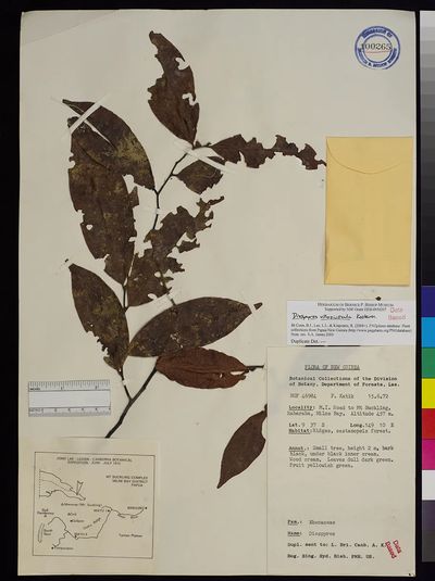 Diospyros villosiuscula