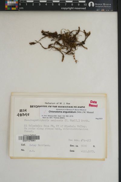 Chionoloma angustatum