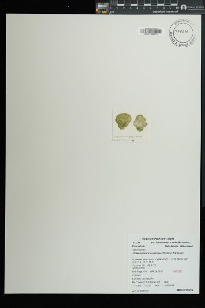 Dictyosphaeria cavernosa