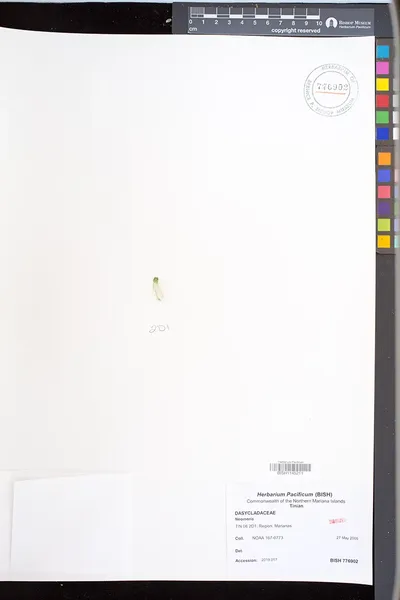 Neomeris
