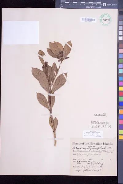 Geniostoma hedyosmifolium