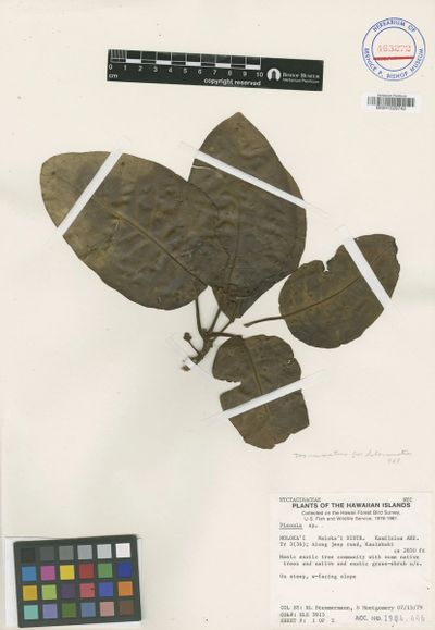 Pisonia