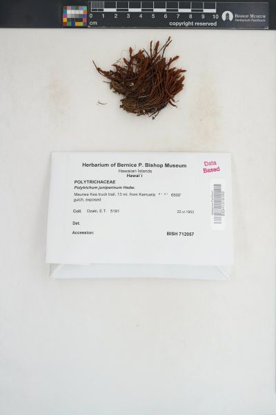 Polytrichum juniperinum