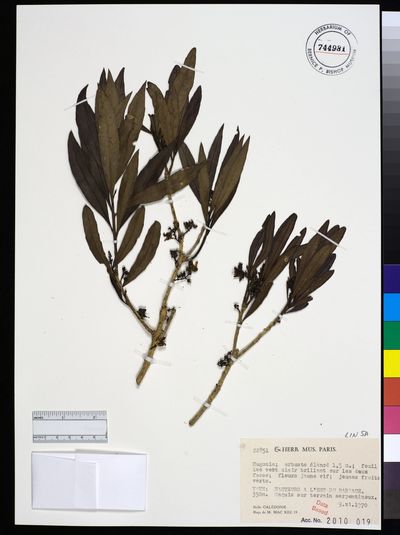 Hugonia