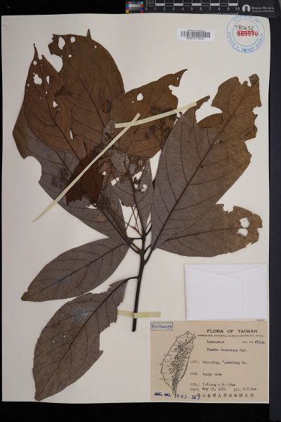 Phoebe formosana
