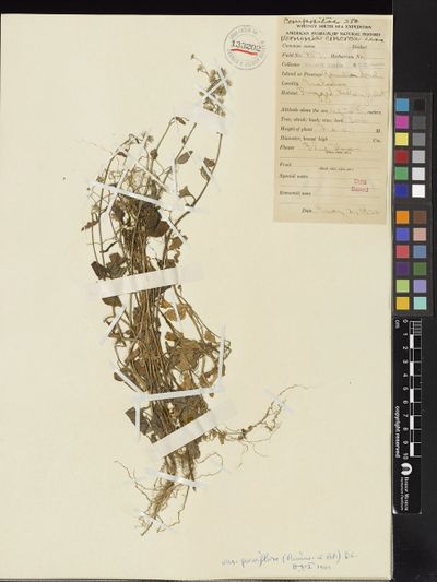 Cyanthillium cinereum