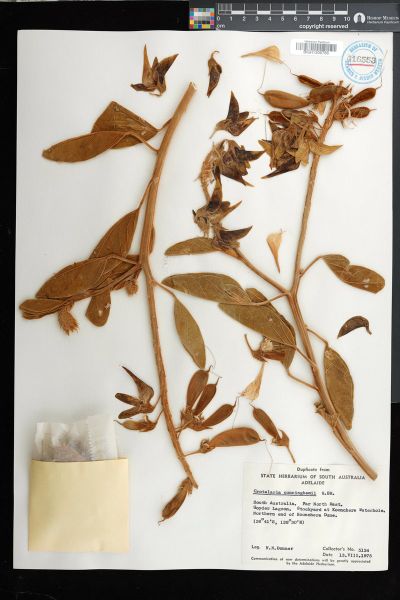 Crotalaria cunninghamii