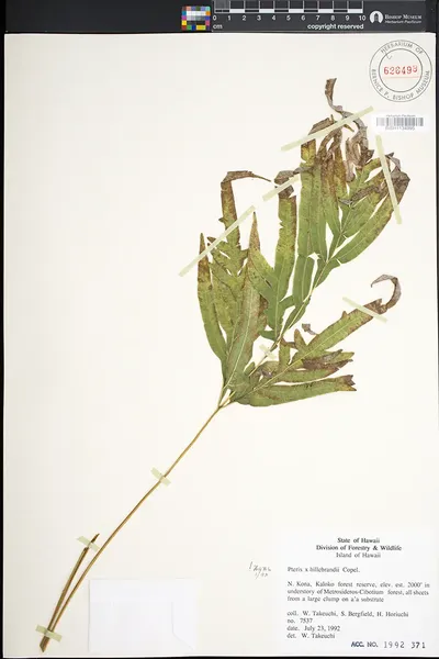 Pteris hillebrandii