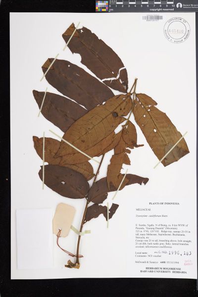 Epicharis cuneata