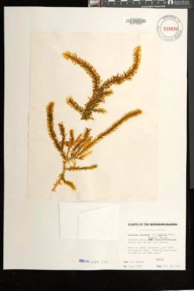Caulerpa chemnitzia