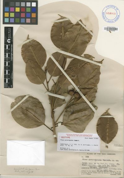 Ficus subcordata