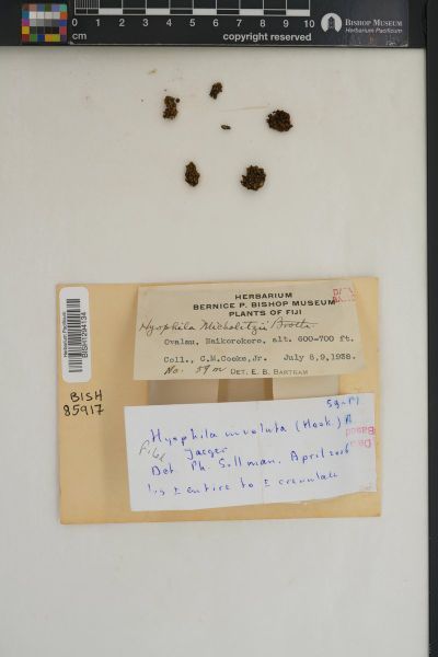 Hyophila involuta