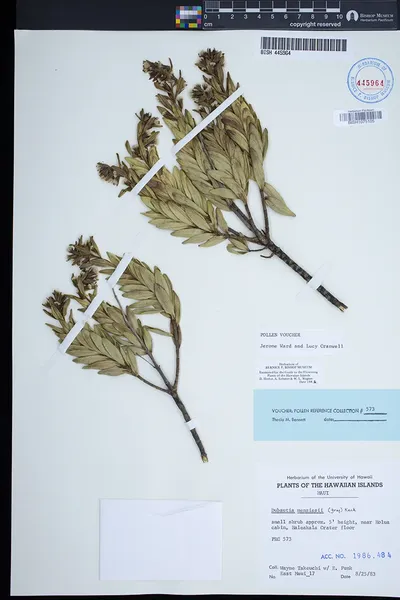 Dubautia menziesii