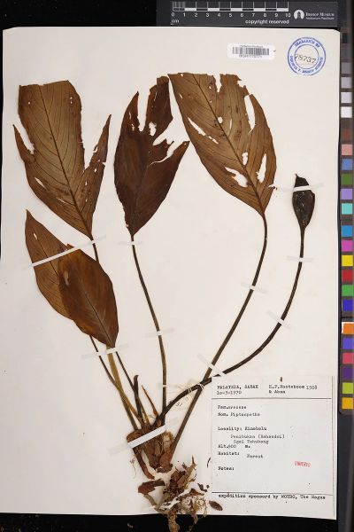 Piptospatha