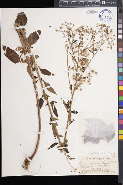 Cyanthillium cinereum