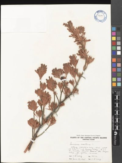 Suriana maritima