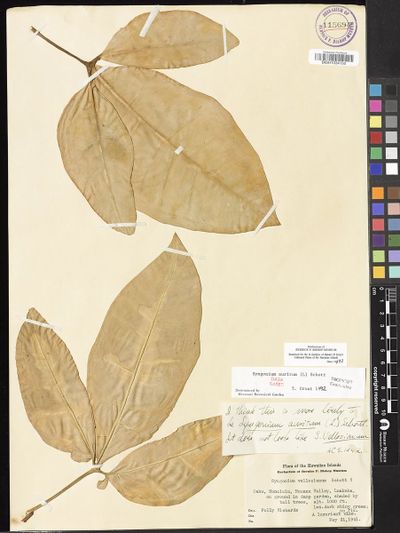 Syngonium auritum